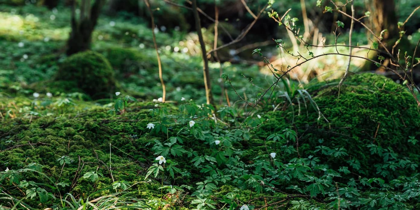 En skog fylld med massor av grönt gräs och träd