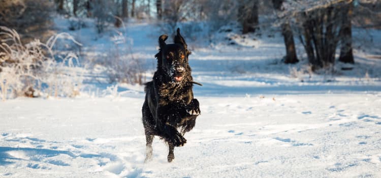 En hund som springer genom snön i skogen
